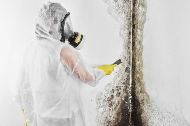 Best Toxic Mold Removal  in Orchard Hills, PA
