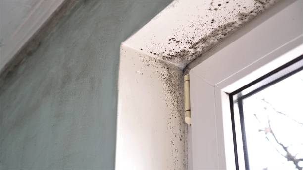 Best Professional Mold Removal  in Orchard Hills, PA