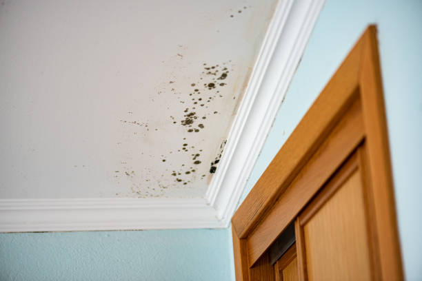 Best Crawl Space Mold Removal  in Orchard Hills, PA