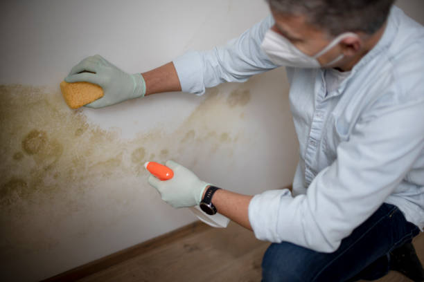 Best Mold Remediation Experts  in Orchard Hills, PA