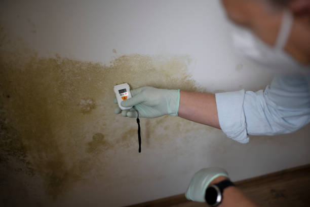Best Local Mold Removal Service  in Orchard Hills, PA