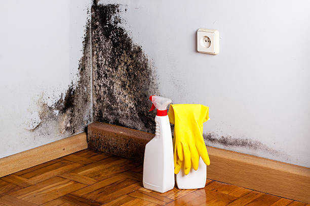 Professional Mold Removal in Orchard Hills, PA