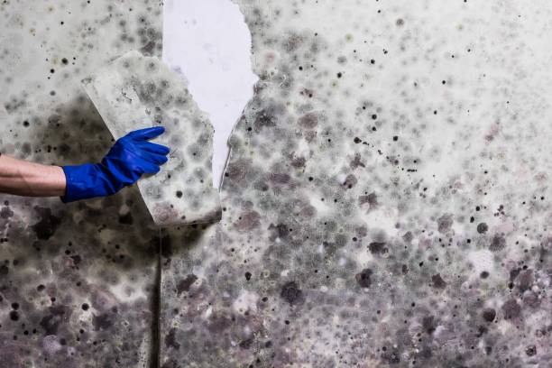 Best Attic Mold Removal  in Orchard Hills, PA