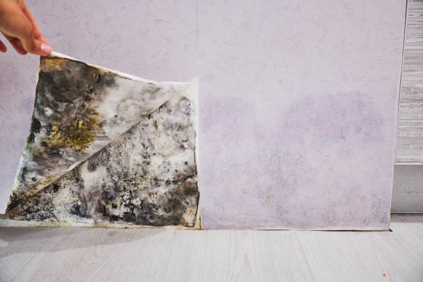 Best Home Mold Removal  in Orchard Hills, PA